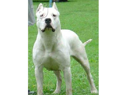 PoulaTo: Dogo Argentino